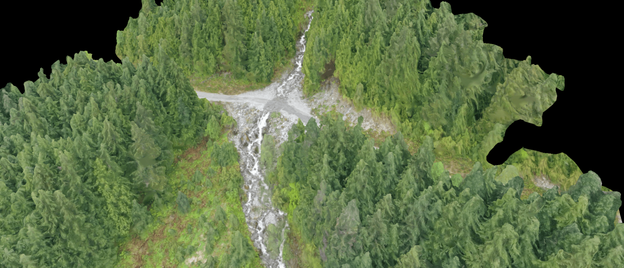 a river running through a forest