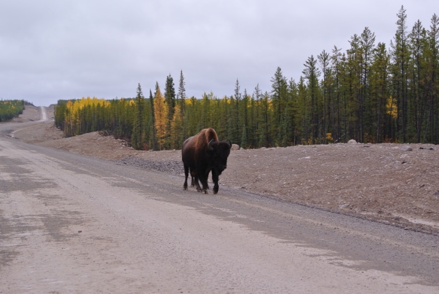 Buffalo_Inspecting_Finished_Roadway.JPG