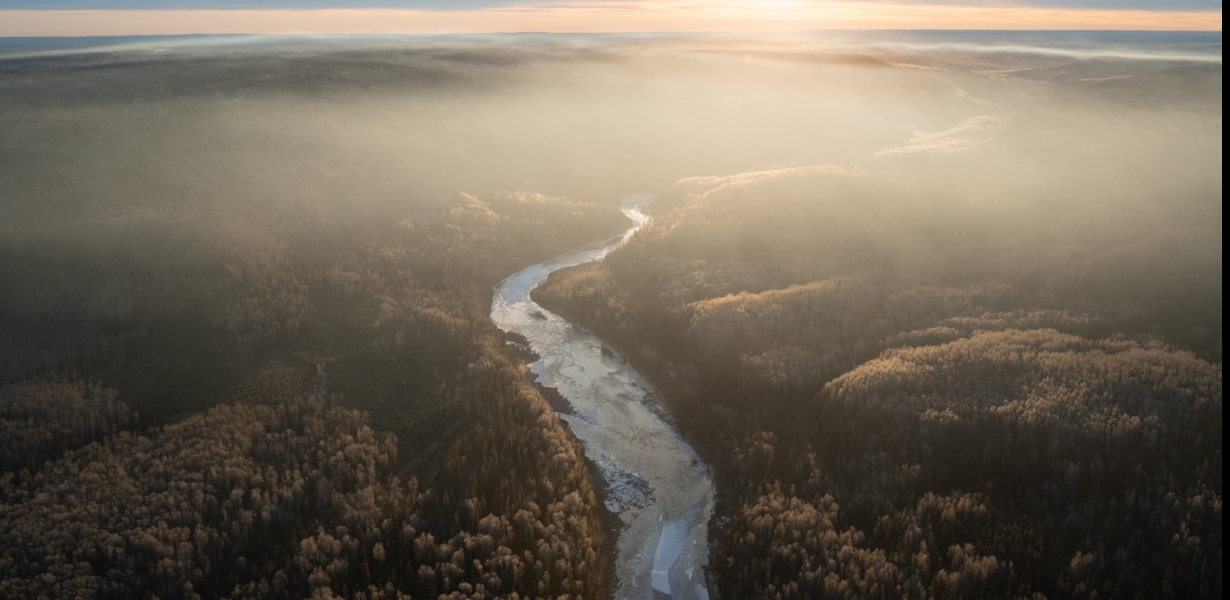 a river running through a forest